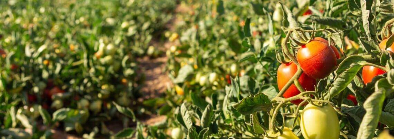 Fruit Attraction 2026