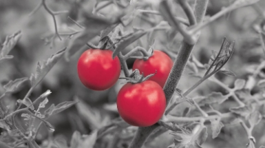 Fruit Attraction 2024