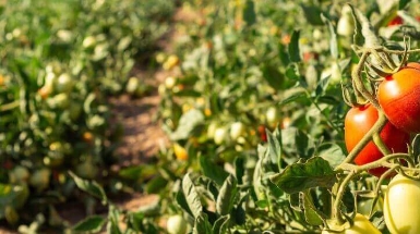 Fruit Attraction 2026