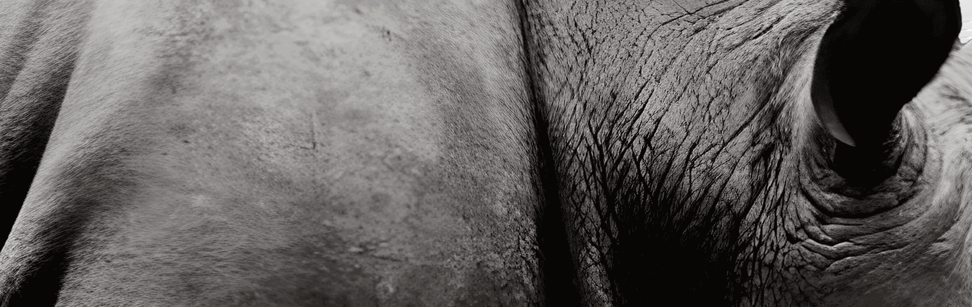 O Rinoceronte cinzento: É uma ameaça óbvcia e muito provável. Como o risco de um incumprimento.